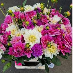 Dalia Hol. White Pink Mix 45cm "CC60"