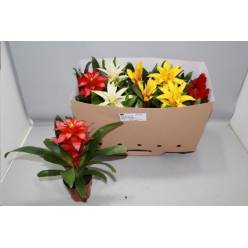P. Bromelia Mixta 10.5/25cm  "CC12"