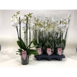 P. Phalaenopsis An Inverness 12/50cm 5T x6