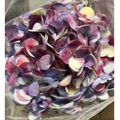 Hortensia Premium  Antic Green Lavanda 60cm 17/18