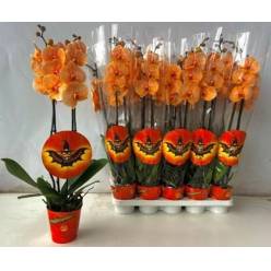 P. Phalaenopsis Ov. Tintada Naranja12/70cm x10 2T  -Joflor-