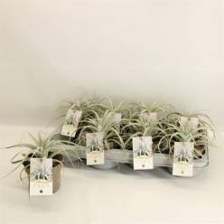 P. Tillandsia Xerograph 12/20cm x8