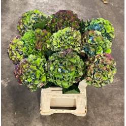 Hortensia Hol. Roy. Palace Classic 60cm �13/15
