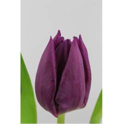 Tulipan Hol. Laptop 35cm Mrd.