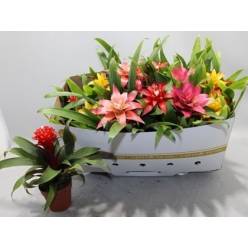 P. Guzmania Mixta 10.5/25cm "CC12"