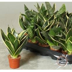 P. Sansevieria trifasciata Ov. 6/20cm "CC20"