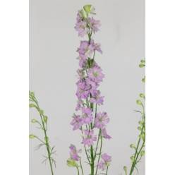 Delphinium Hol. Cons R Q Violet Lilac 95cm