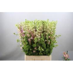 Delphinium Hol. Cons R Q Light Pink 75cm