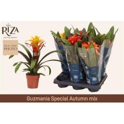 P. Guzmania Mixta 3 Srt 12/45cm x6