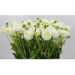 Dalia Hol. Never Give Up 50cm "CC40"