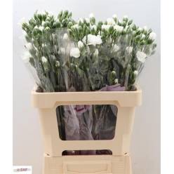 Clavel Hol. Mini Artic 60cm 45gr