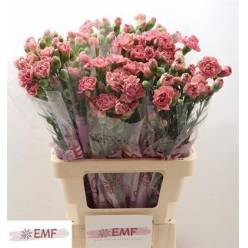 Clavel Hol. Mini Miss Rose 60cm 45gr