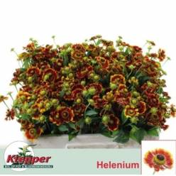 Helen Fiesta 40cm