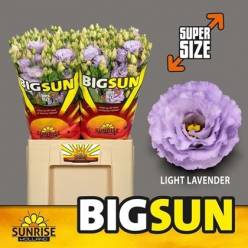 Lisiantus Hol. Light Lavander 70cm 55gr "BIG SUN"