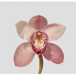 Cymbidium Summer Magic Pink 80cm (7 Dias - 2)