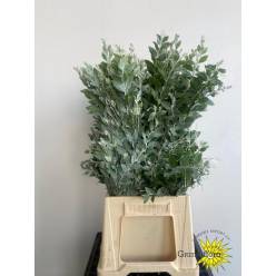 Mimosa Italia Denis Boden 60cm 200gr (7 Dias - 2)