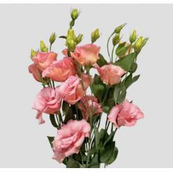 Lisiantus Italia Rosita Apricot 70cm (7 Dias - 2)