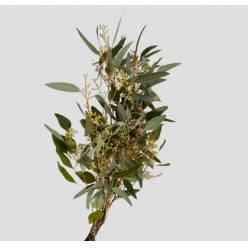 Eucalipto Italia Populus Berry 70cm 200gr (7 Dias - 2)