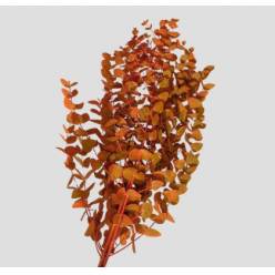 Eucalipto Cinerea Pintado "200gr" Naranja (7 Dias - 2)