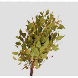 Eucalipto Populus Berry Pintado Green "200gr" (7 Dias - 2)