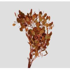 Eucalipto Populus Berry Pintado Orange "200gr" (7 Dias - 2)