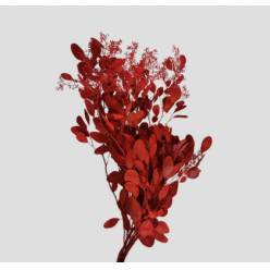 Eucalipto Populus Berry Pintado Red "200gr" (7 Dias - 2)