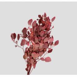 Eucalipto Populus Berry Pintado Pink "200gr" (7 Dias - 2)