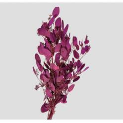 Eucalipto Populus Berry Pintado Viola "200gr" (7 Dias - 2)