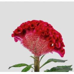 Celosia Italia Red 70cm (7 Dias - 2)