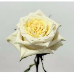 Rosa Ecu. Cream Shimmer 70cm (7 Dias - 2)