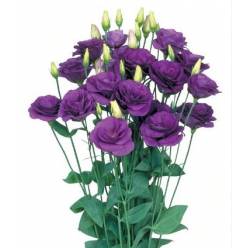 Lisiantus Italia Rosita Blue 70cm (7 Dias - 2)