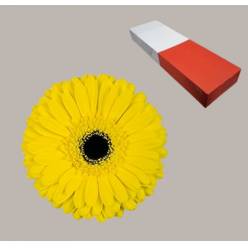 Gerbera Hol. Don Leo Am. "T25" (7 Dias - 2)