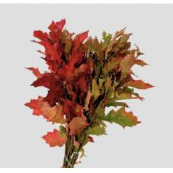 Roble Hol. Rubra Natural 80cm (7 Dias - 2)