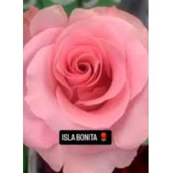 Rosa Ecu. Isla Bonita 50cm
