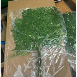 Helecho Cuero Ex. Vacio