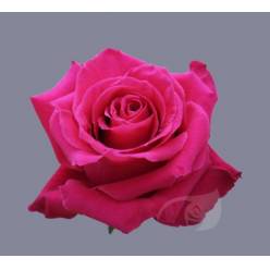 Rosa Ecu. Queenberry 70cm Fu