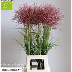 Miscanthus Sinensis Subrosa 100cm