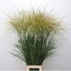 Miscanthus Sinensis Rotfeder 90cm