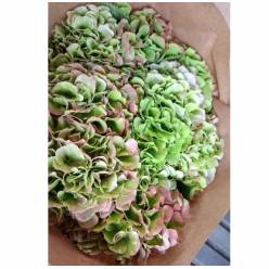 Hortensia Hol. White Verena Classic 65cm 20/22