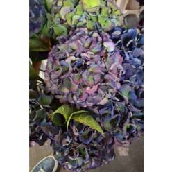 Hortensia Hol. Royal King Classic 60cm 16/18