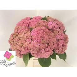 Hortensia Hol. Royal Kiss Classic 50cm 18/20