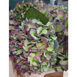 Hortensia Hol. Royal Love Classic 80cm 18/20