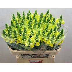 Antirrhinum Hol. Nantes Yellow 75cm