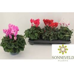 P. Cyclamen Gr Sup Leopardo 13/30cm "CC3"