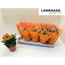 P. Kalanchoe B Ge Perf Orange 12/25cm "CC10"