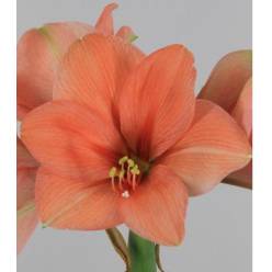 Amaryllis Desire Sal. "CC12"