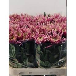 Uniflor Hol. Tula Sharletta 70gr Bic.