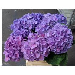 Hortensia Hol. M Cassanova 60cm 16/18 Rosa-Malva