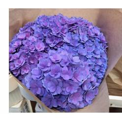 Hortensia Hol. Royal Kiss 65cm 16/18