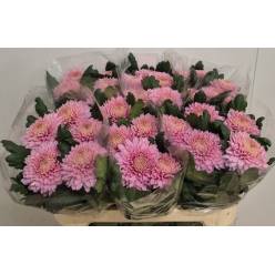 Uniflor Hol. Marielle 85gr